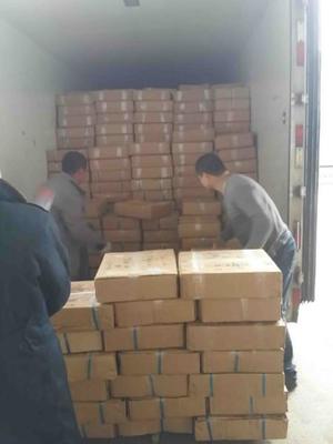 吳中區(qū)搬運(yùn)裝卸服務(wù)優(yōu)選指南 專業(yè)、高效、一呼百應(yīng)